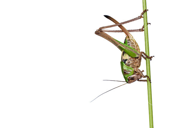 Wart-biter (Decticus verrucivorus)