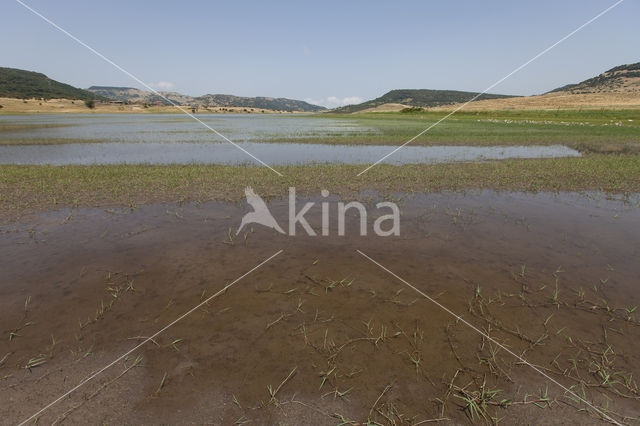 Vagrant Emperor Dragonfly (Anax ephippiger)