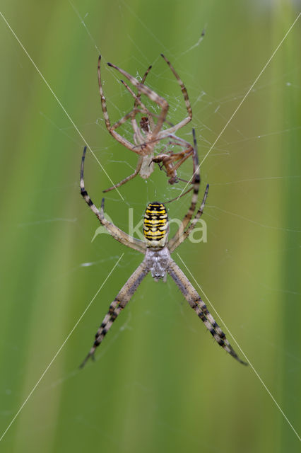 wasp spider (Argiope bruennichi)