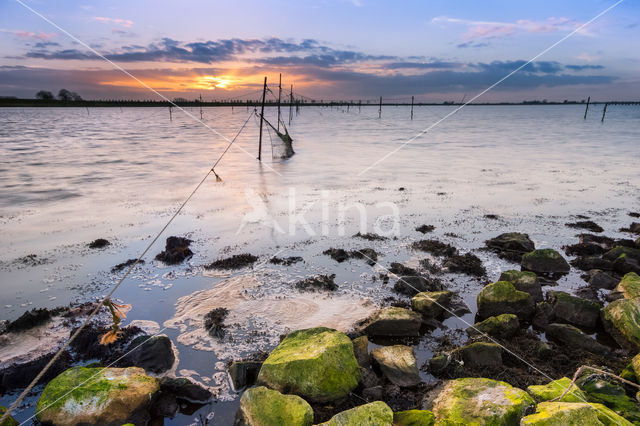 Marine algae