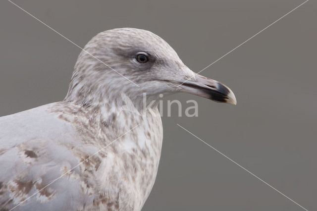 Zilvermeeuw (Larus argentatus)