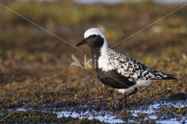 Zilverplevier (Pluvialis squatarola)