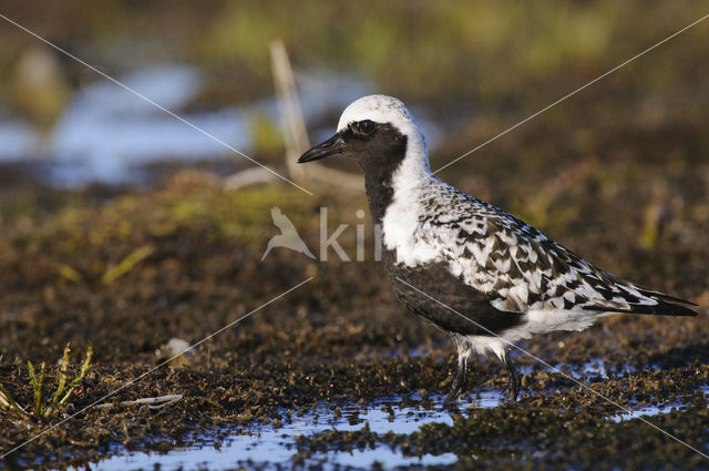 Grey Plover (Pluvialis squatarola)