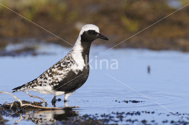 Grey Plover (Pluvialis squatarola)