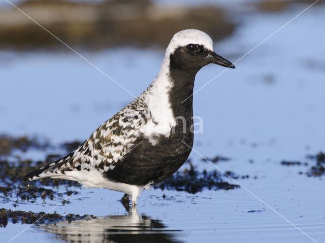 Zilverplevier (Pluvialis squatarola)