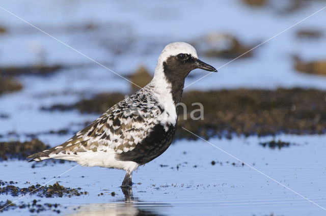 Zilverplevier (Pluvialis squatarola)