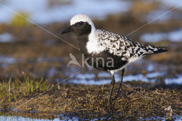 Grey Plover (Pluvialis squatarola)