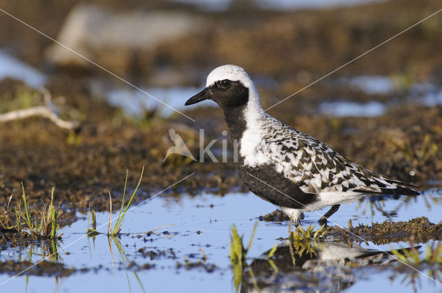 Grey Plover (Pluvialis squatarola)