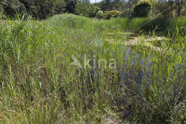 Southern Migrant Hawker (Aeshna affinis)