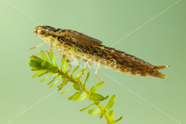 Little emperor dragonfly (Anax parthenope)