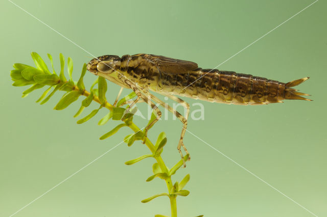 Little emperor dragonfly (Anax parthenope)