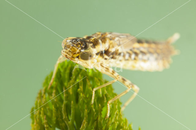 Little emperor dragonfly (Anax parthenope)