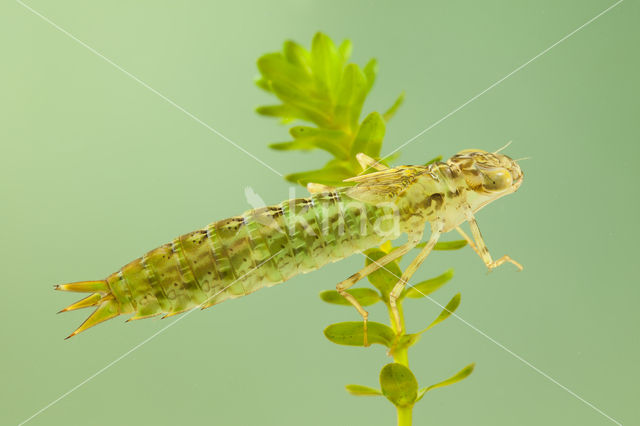 Little emperor dragonfly (Anax parthenope)