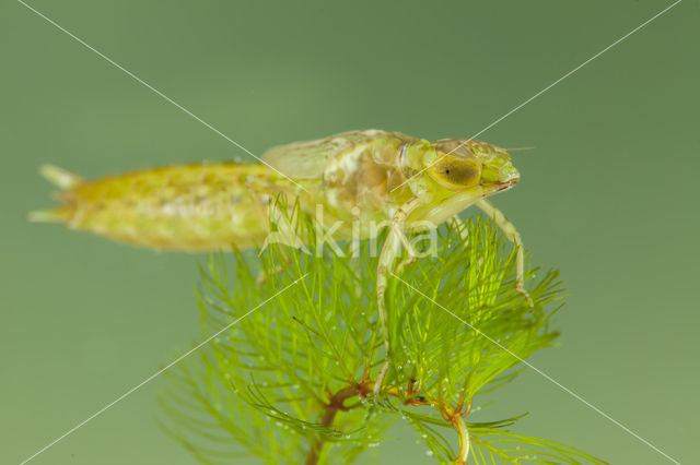 Little emperor dragonfly (Anax parthenope)