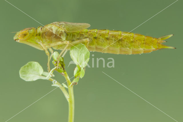 Zuidelijke keizerlibel (Anax parthenope)