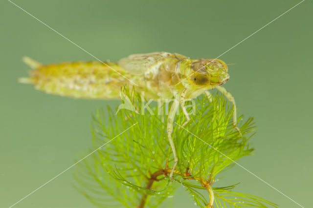 Zuidelijke keizerlibel (Anax parthenope)