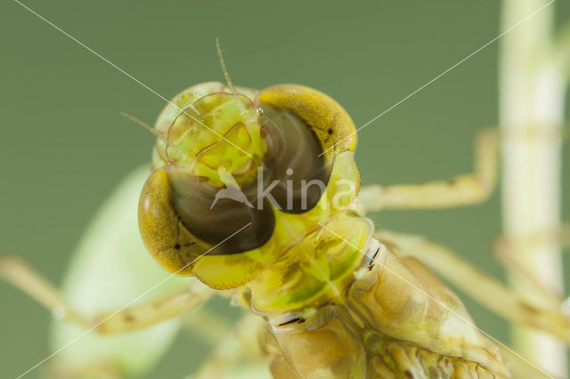 Little emperor dragonfly (Anax parthenope)