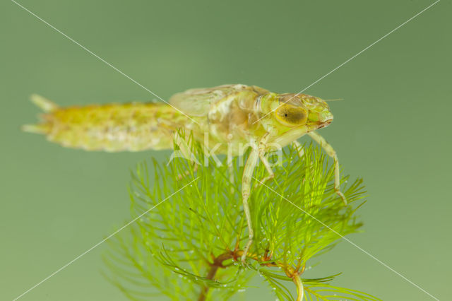 Little emperor dragonfly (Anax parthenope)