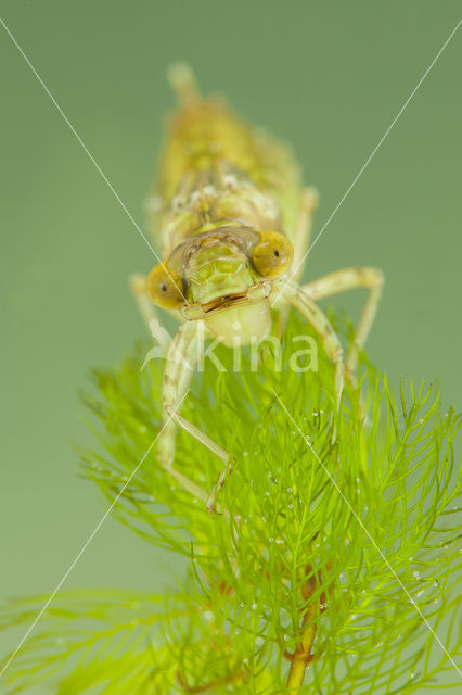 Little emperor dragonfly (Anax parthenope)