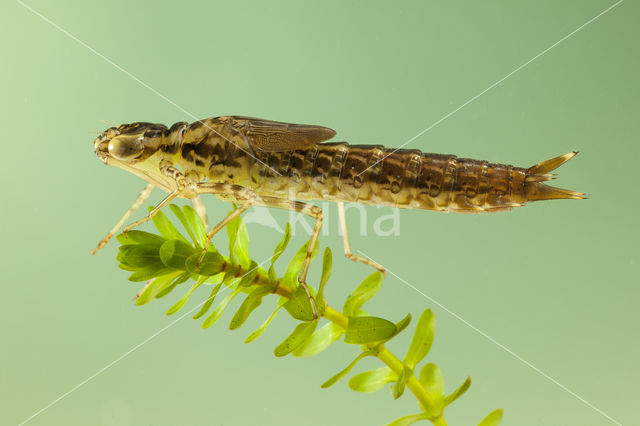 Little emperor dragonfly (Anax parthenope)