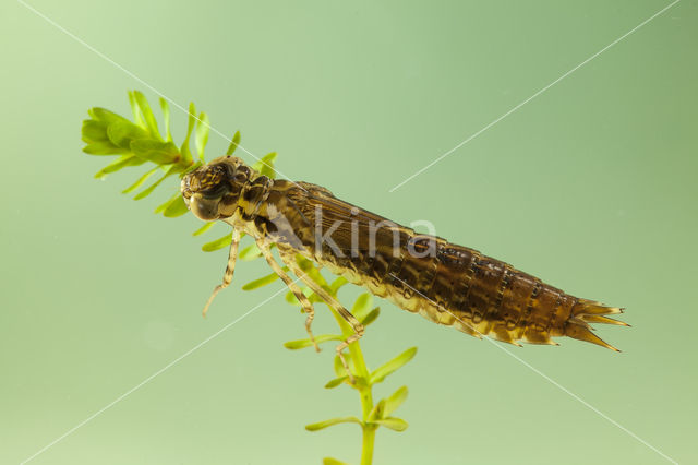 Little emperor dragonfly (Anax parthenope)