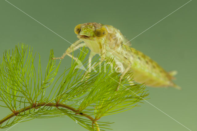 Little emperor dragonfly (Anax parthenope)