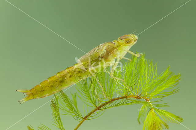 Little emperor dragonfly (Anax parthenope)