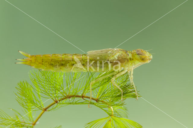 Little emperor dragonfly (Anax parthenope)