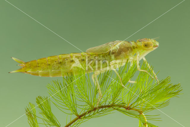 Little emperor dragonfly (Anax parthenope)
