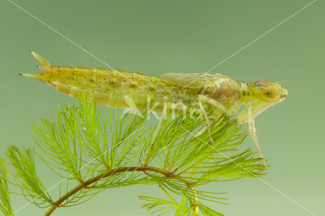 Little emperor dragonfly (Anax parthenope)