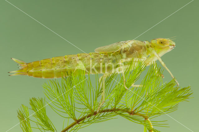 Little emperor dragonfly (Anax parthenope)