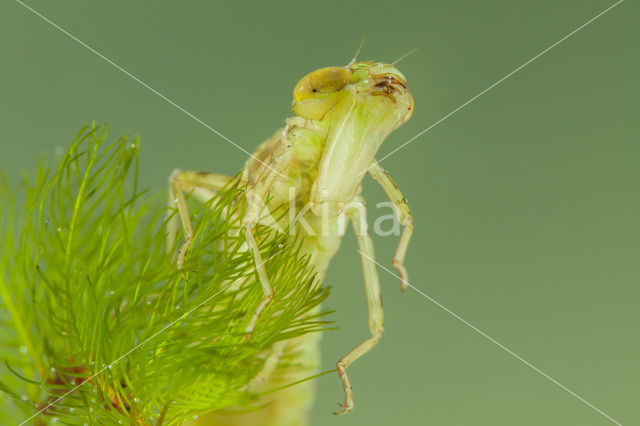 Little emperor dragonfly (Anax parthenope)