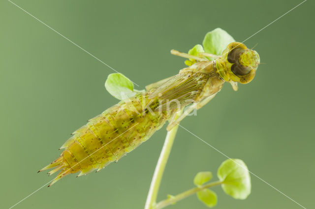 Little emperor dragonfly (Anax parthenope)