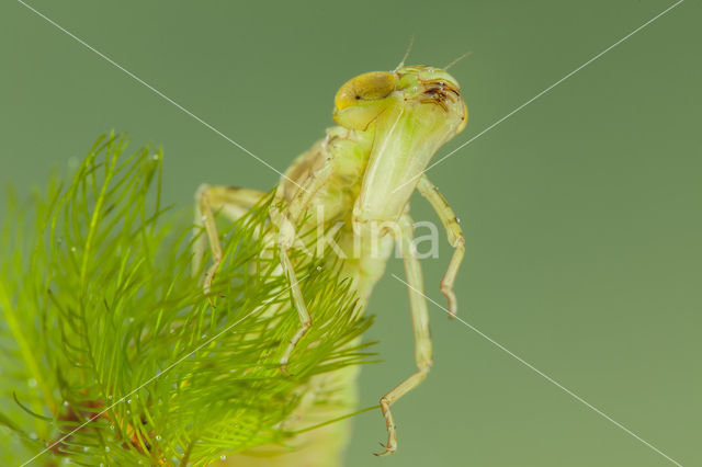 Zuidelijke keizerlibel (Anax parthenope)