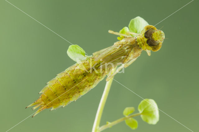 Little emperor dragonfly (Anax parthenope)