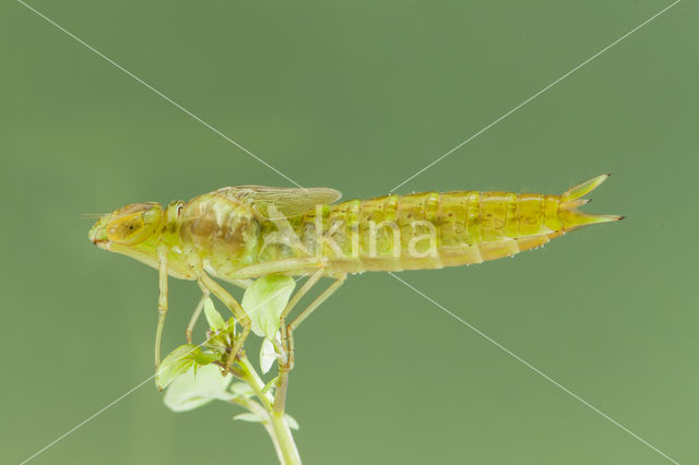 Little emperor dragonfly (Anax parthenope)