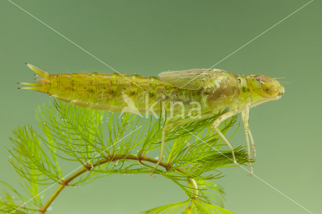 Little emperor dragonfly (Anax parthenope)