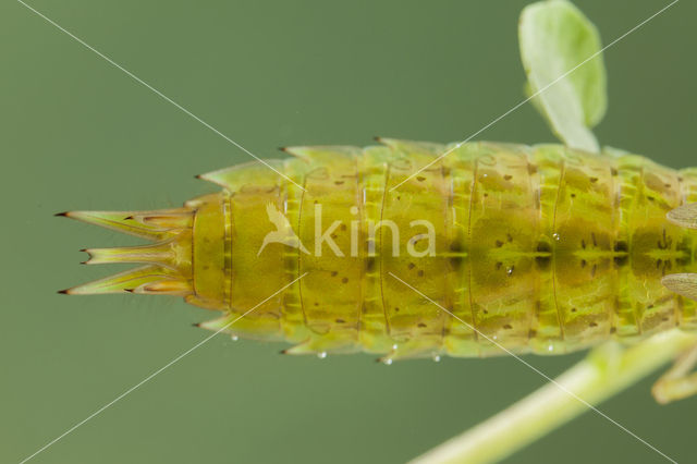 Little emperor dragonfly (Anax parthenope)