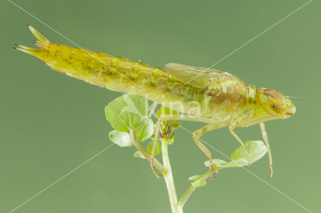 Little emperor dragonfly (Anax parthenope)