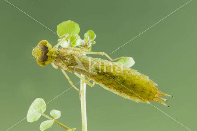 Little emperor dragonfly (Anax parthenope)