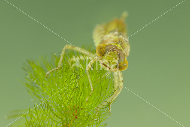 Little emperor dragonfly (Anax parthenope)