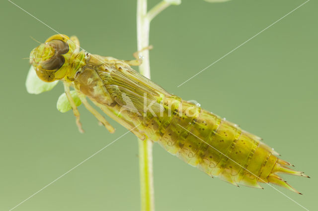 Little emperor dragonfly (Anax parthenope)