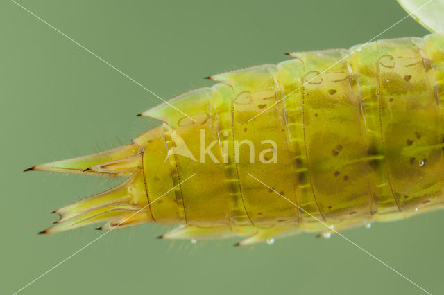 Zuidelijke keizerlibel (Anax parthenope)