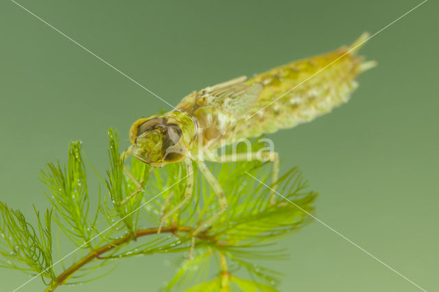 Little emperor dragonfly (Anax parthenope)