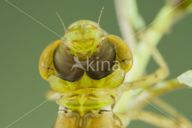 Little emperor dragonfly (Anax parthenope)