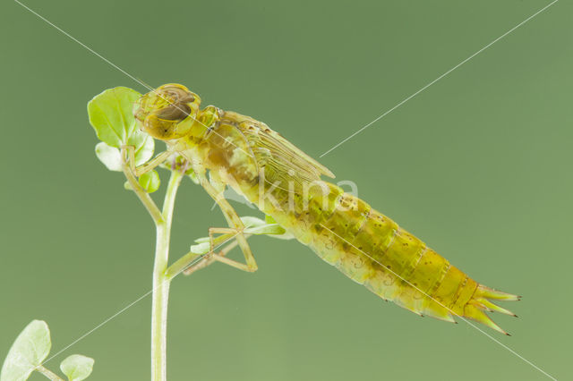 Little emperor dragonfly (Anax parthenope)