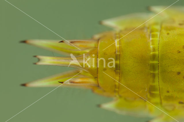 Little emperor dragonfly (Anax parthenope)