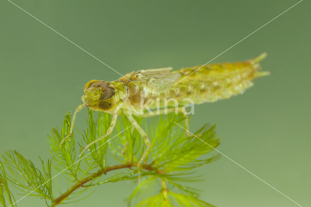 Little emperor dragonfly (Anax parthenope)