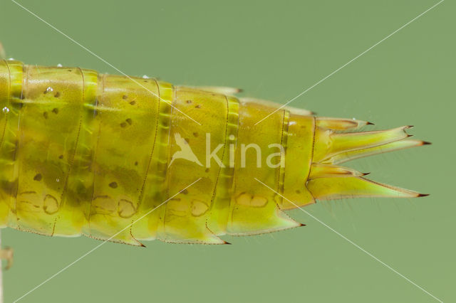 Zuidelijke keizerlibel (Anax parthenope)