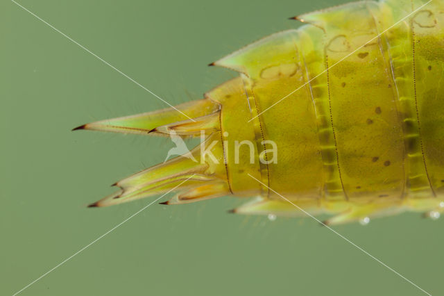 Little emperor dragonfly (Anax parthenope)